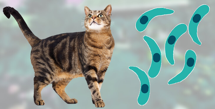 Розвиток токсоплазмозу у кішки та його симптоми