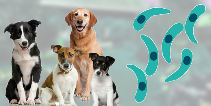 Розвиток токсоплазмозу у собаки та його симптоми