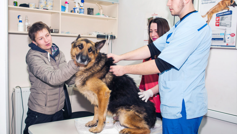 Ветеринарна терапія для тварин
