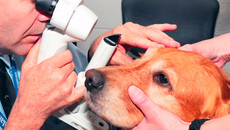 Офтальмологія для тварин