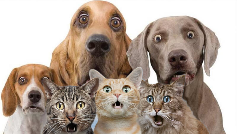 Стерилізація котів і собак