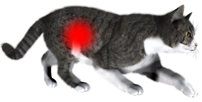 Ідіопатичний цистит у котів. Розвиток хвороби. Діагностика та лікування.